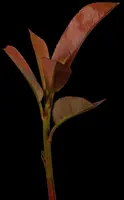 Photinia fraseri 'Red Robin' (Glansmispel 'Red Robin') - afbeelding 4