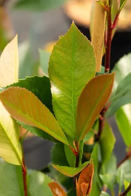 Photinia fraseri 'Red Robin' (Glansmispel 'Red Robin') - afbeelding 18