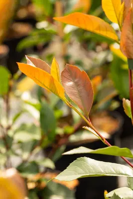 Photinia fraseri 'Red Robin' (Glansmispel 'Red Robin') - afbeelding 20