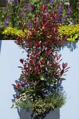 Photinia fraseri 'Red Robin' (Glansmispel 'Red Robin') - afbeelding 11