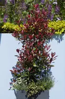 Photinia fraseri 'Red Robin' (Glansmispel 'Red Robin') - afbeelding 11