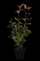 Photinia fraseri 'Red Robin' (Glansmispel 'Red Robin') - afbeelding 1