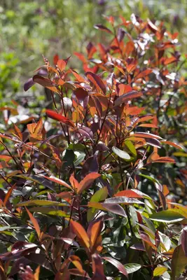 Photinia fraseri 'Red Robin' (Glansmispel 'Red Robin') - afbeelding 8