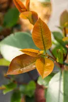 Photinia fraseri 'Red Robin' (Glansmispel 'Red Robin') - afbeelding 21
