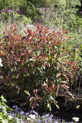 Photinia fraseri 'Red Robin' (Glansmispel 'Red Robin') - afbeelding 9