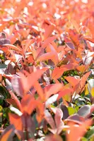 Photinia fraseri 'Red Robin' (Glansmispel 'Red Robin') - afbeelding 14