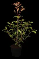 Photinia fraseri 'Red Robin' (Glansmispel 'Red Robin') - afbeelding 2