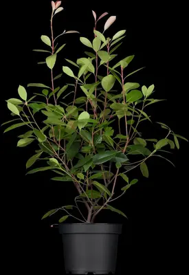 Photinia fraseri 'Red Robin' (Glansmispel 'Red Robin') - afbeelding 7