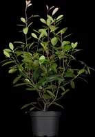 Photinia fraseri 'Red Robin' (Glansmispel 'Red Robin') - afbeelding 7