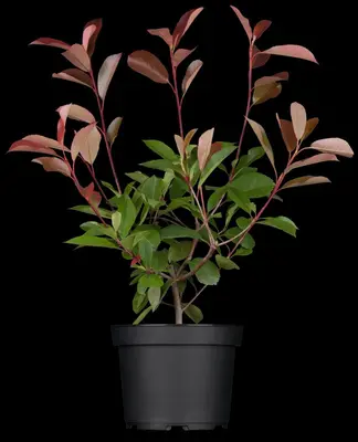 Photinia fraseri 'Red Robin' (Glansmispel 'Red Robin') - afbeelding 3