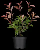 Photinia fraseri 'Red Robin' (Glansmispel 'Red Robin') - afbeelding 3