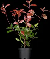 Photinia fraseri 'Red Robin' (Glansmispel 'Red Robin') - afbeelding 6