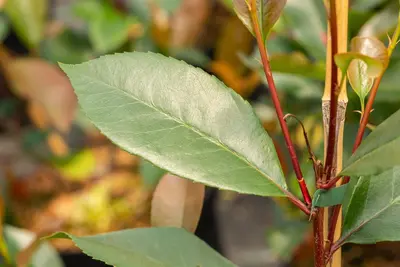 Photinia fraseri 'Red Robin' (Glansmispel 'Red Robin') - afbeelding 19