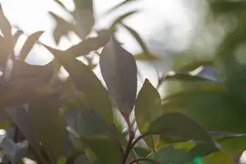 Photinia fraseri 'Red Robin' (Glansmispel 'Red Robin') - afbeelding 23
