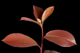 Photinia fraseri 'Red Robin' (Glansmispel 'Red Robin') - afbeelding 5