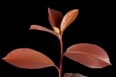 Photinia fraseri 'Red Robin' (Glansmispel 'Red Robin') - afbeelding 5