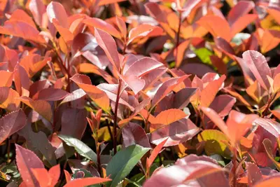 Photinia fraseri 'Red Robin' (Glansmispel 'Red Robin') - afbeelding 13