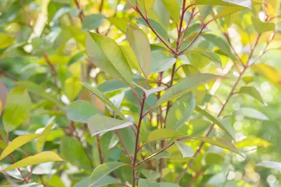 Photinia fraseri 'Red Robin' (Glansmispel 'Red Robin') - afbeelding 22