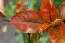 Photinia fraseri 'Red Robin' (Glansmispel 'Red Robin') - afbeelding 16