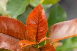 Photinia fraseri 'Red Robin' (Glansmispel 'Red Robin') - afbeelding 17
