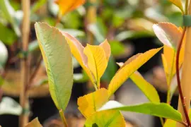 Photinia fraseri 'Red Robin' (Glansmispel 'Red Robin') - afbeelding 15