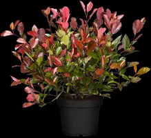Photinia fraseri 'Red Robin' (Glansmispel 'Red Robin') - afbeelding 10