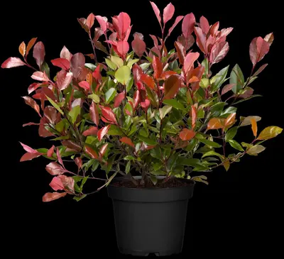 Photinia fraseri 'Red Robin' (Glansmispel 'Red Robin') - afbeelding 10