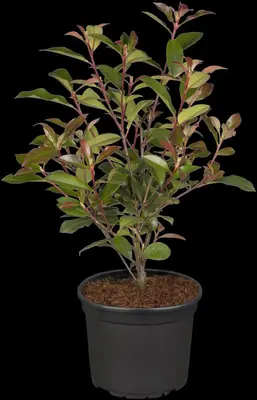 Photinia fraseri 'Robusta Compacta' (Glansmispel 'Robusta Compacta') - afbeelding 2