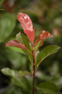 Photinia fraseri 'Robusta Compacta' (Glansmispel 'Robusta Compacta') - afbeelding 1
