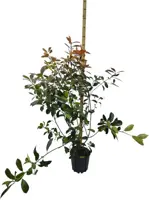 Photinia red robin co24 - afbeelding 1