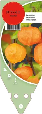 Physalis Francetii (Lampionplant) - afbeelding 1