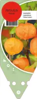 Physalis Francetii (Lampionplant) - afbeelding 1