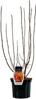 Physocarpus opulifolius 'Amber Jubilee' (Blaasspirea) 80cm - afbeelding 2