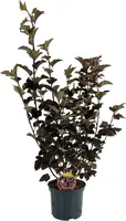 Physocarpus opulifolius 'Diabolo' (Blaasspirea) 60cm - afbeelding 3