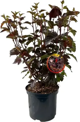 Physocarpus opulifolius 'Diabolo' (Blaasspirea) 60cm - afbeelding 1