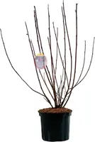 Physocarpus opulifolius 'Diabolo' (Blaasspirea) 60cm - afbeelding 2