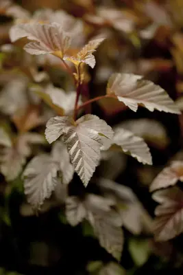 Physocarpus opulifolius 'Lady in Red'® (Blaasspirea 'Lady in Red') - afbeelding 1