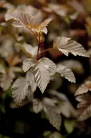 Physocarpus opulifolius 'Lady in Red'® (Blaasspirea 'Lady in Red') - afbeelding 1