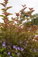 Physocarpus opulifolius 'Lady in Red'® (Blaasspirea 'Lady in Red') - afbeelding 2
