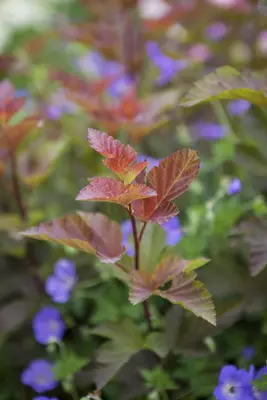Physocarpus opulifolius 'Lady in Red'® (Blaasspirea 'Lady in Red') - afbeelding 5
