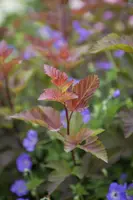 Physocarpus opulifolius 'Lady in Red'® (Blaasspirea 'Lady in Red') - afbeelding 5