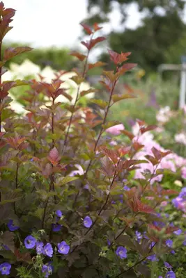 Physocarpus opulifolius 'Lady in Red'® (Blaasspirea 'Lady in Red') - afbeelding 6