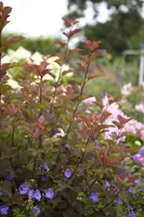 Physocarpus opulifolius 'Lady in Red'® (Blaasspirea 'Lady in Red') - afbeelding 6