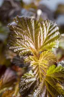 Physocarpus opulifolius 'Lady in Red'® (Blaasspirea 'Lady in Red') - afbeelding 8