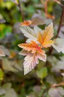Physocarpus opulifolius 'Lady in Red'® (Blaasspirea 'Lady in Red') - afbeelding 12