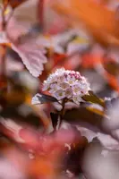 Physocarpus opulifolius 'Lady in Red'® (Blaasspirea 'Lady in Red') - afbeelding 15