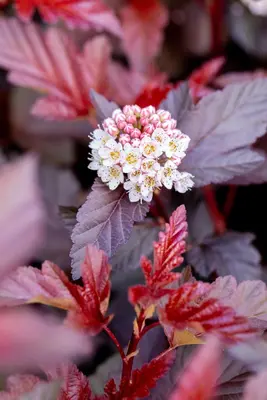 Physocarpus opulifolius 'Lady in Red'® (Blaasspirea 'Lady in Red') - afbeelding 18
