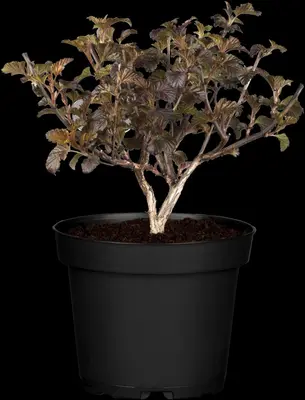 Physocarpus opulifolius 'Lady in Red'® (Blaasspirea 'Lady in Red') - afbeelding 7
