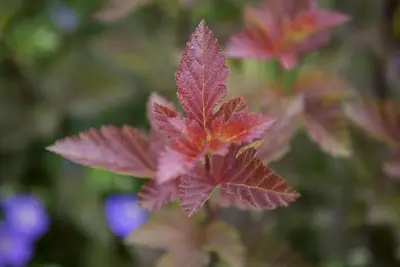 Physocarpus opulifolius 'Lady in Red'® (Blaasspirea 'Lady in Red') - afbeelding 3