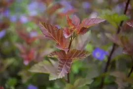 Physocarpus opulifolius 'Lady in Red'® (Blaasspirea 'Lady in Red') - afbeelding 4